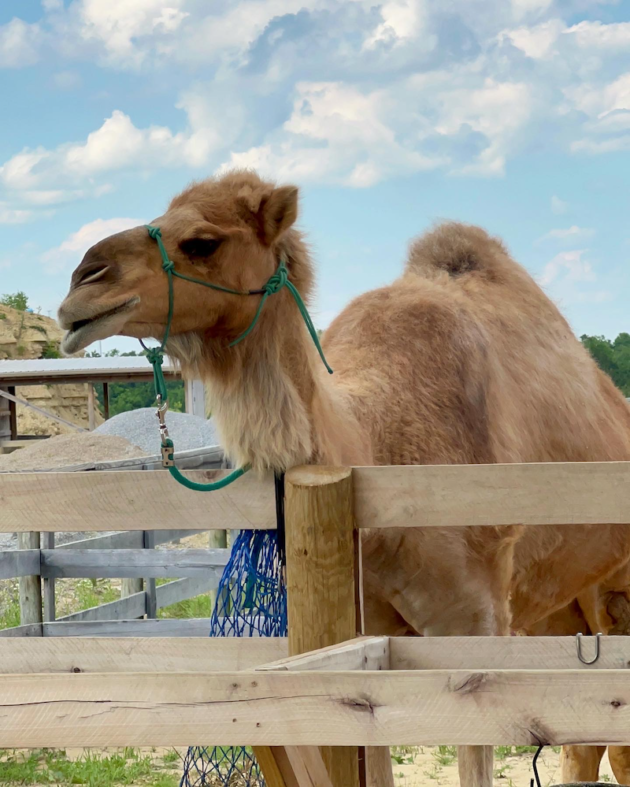 Camel at Ark Encounter