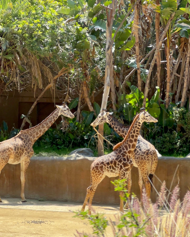 giraffes la zoo